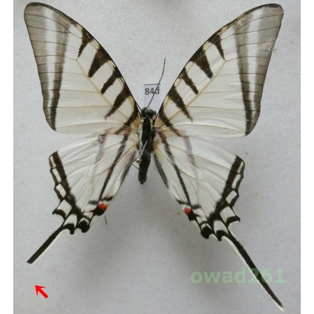 Graphium agesilaus Guerin & Percheron, 1835 Mexico 62mm84d